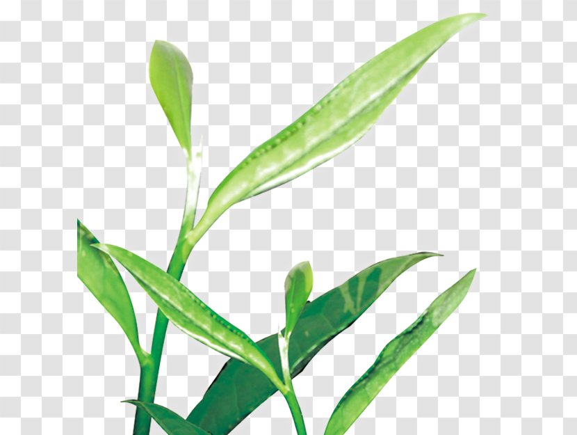 Green Tea Leaf Illustration - Plant Stem Transparent PNG