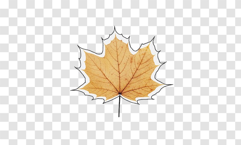 Maple Leaf Autumn - Rendering - Leaves Transparent PNG
