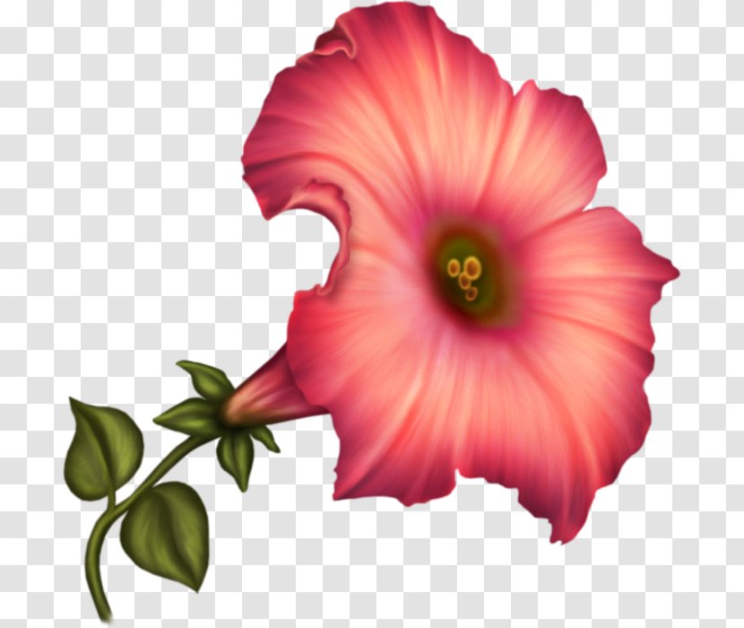 Common Hibiscus Rosemallows Petal Flower - Mallow Family Transparent PNG