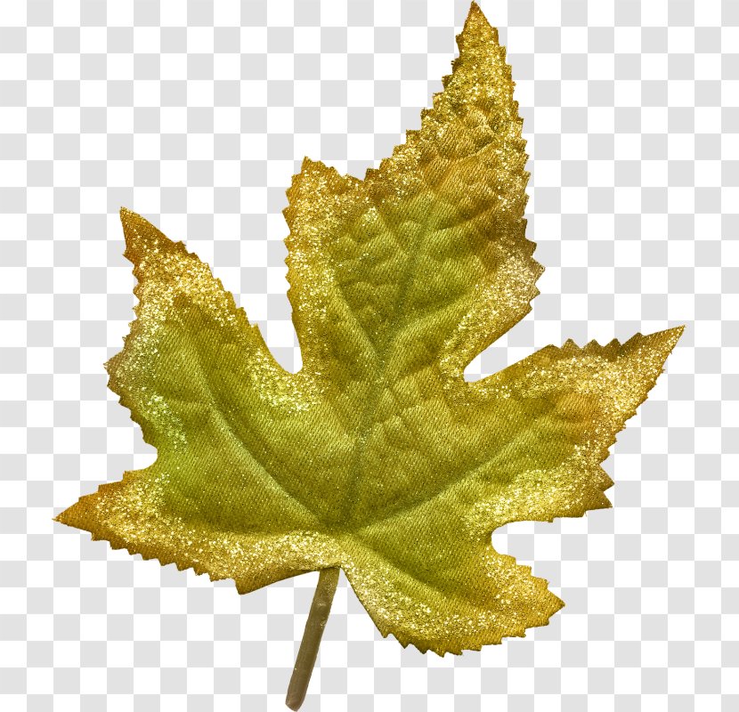 Maple Leaf Deciduous Transparent PNG