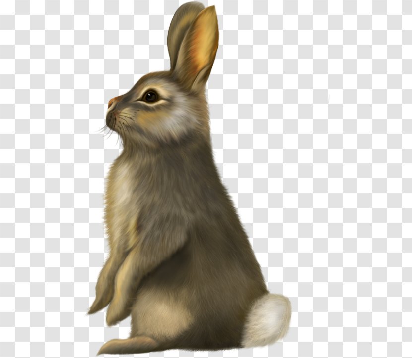 Rabbit YouTube Clip Art - Whiskers Transparent PNG