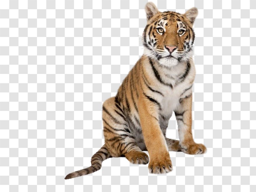 Cat Bengal Tiger White Pig Stock Photography - Terrestrial Animal Transparent PNG