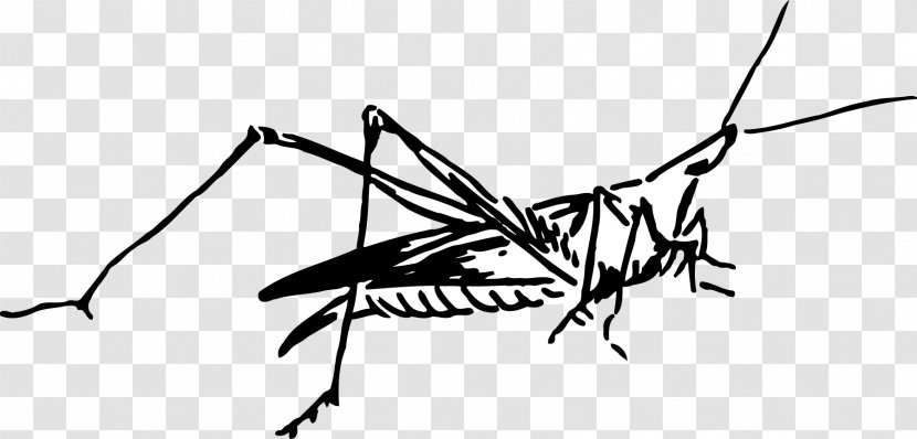 Insect Mosquito - Membrane Winged - Grasshopper Transparent PNG