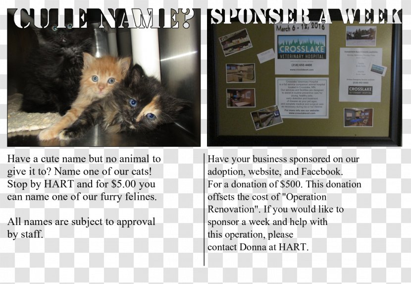 Cat Advertising Fur Font - Photo Caption Transparent PNG