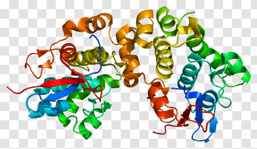Desmoplakin Laminin Desmosome Structure Plakoglobin - Silhouette - Protein Cartoon Transparent PNG