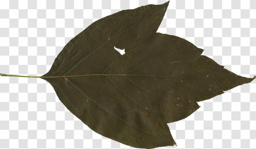 Leaf Plant - Com Transparent PNG