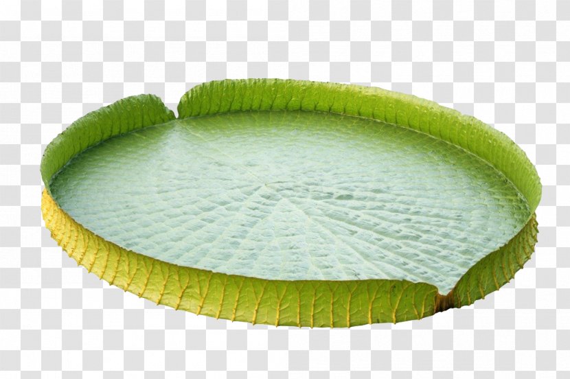 Victoria Amazonica Water Lily Leaf Nelumbo Nucifera Lotus Effect - Lilium Transparent PNG
