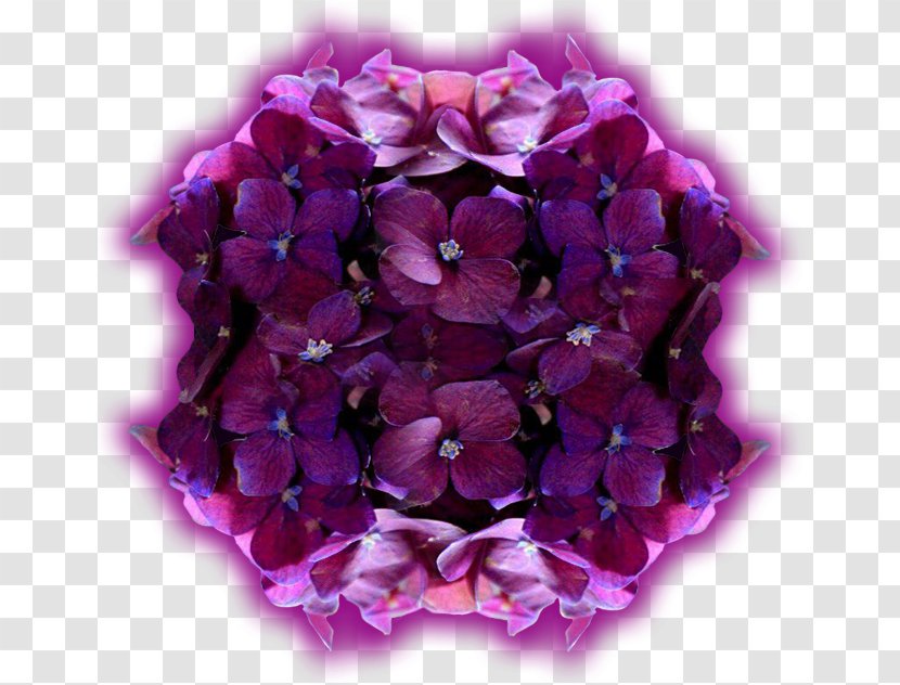Hydrangea Cut Flowers Petal Purple Art - Analisi Delle Serie Storiche Transparent PNG