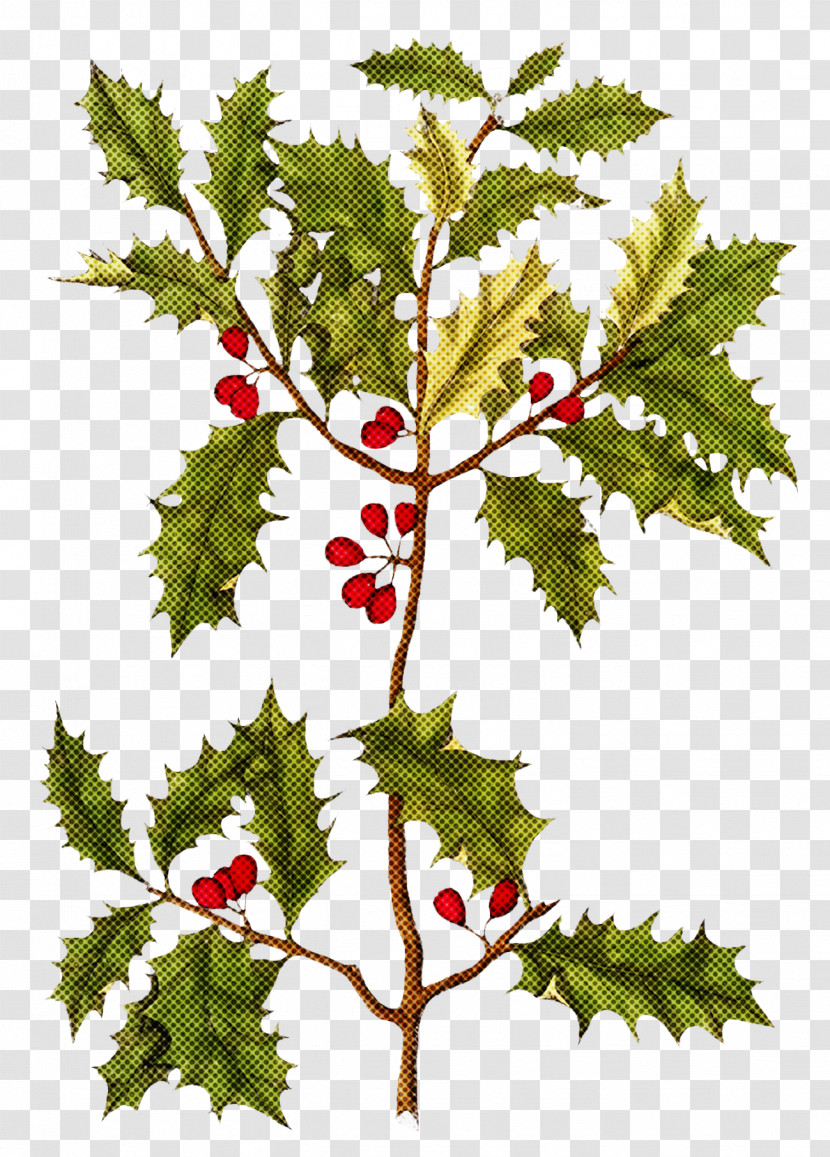 Christmas Holly Ilex Holly Transparent PNG