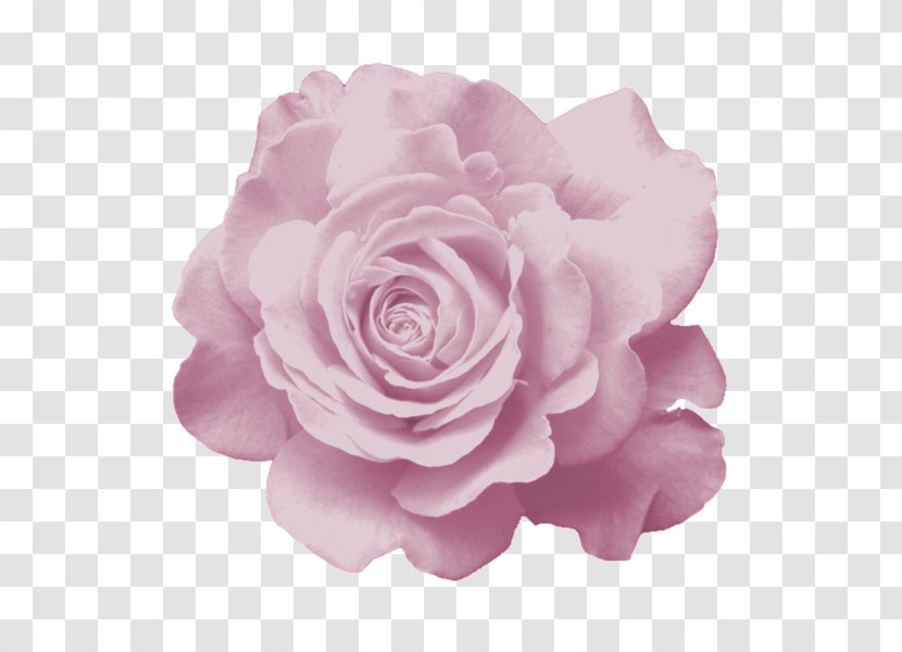 Garden Roses Centifolia Fuchsia Flower Clip Art - Bouquet Transparent PNG