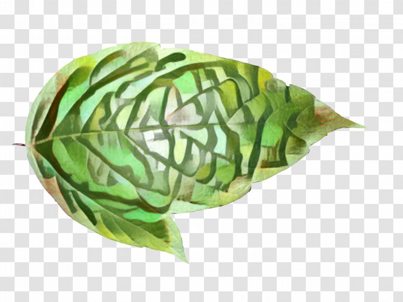 Leaf - Vegetable - Feather Transparent PNG