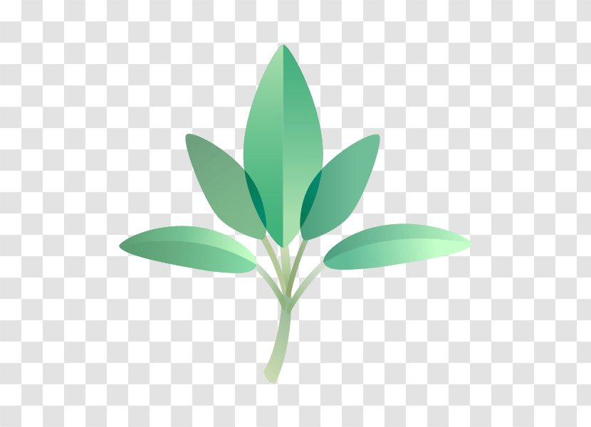 Essential Oil Plant Indian Sandalwood Leaf - Compassion - Parsley Transparent PNG