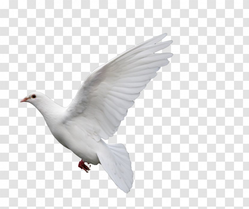 Rock Dove Columbidae Goose Doves As Symbols - Columba - Pigeon Transparent PNG