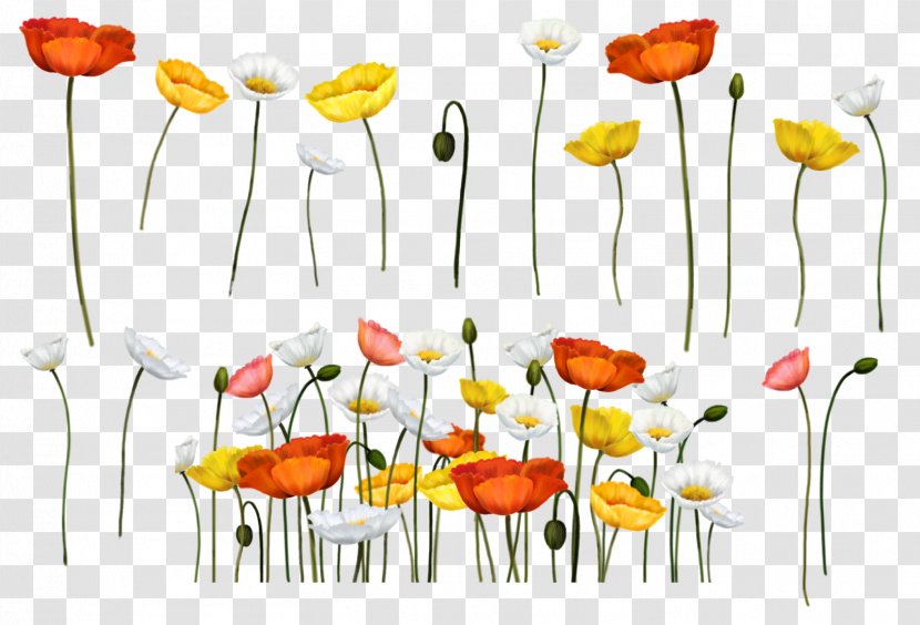 Common Poppy Flower Painting Papaver Somniferum - Leaf Transparent PNG