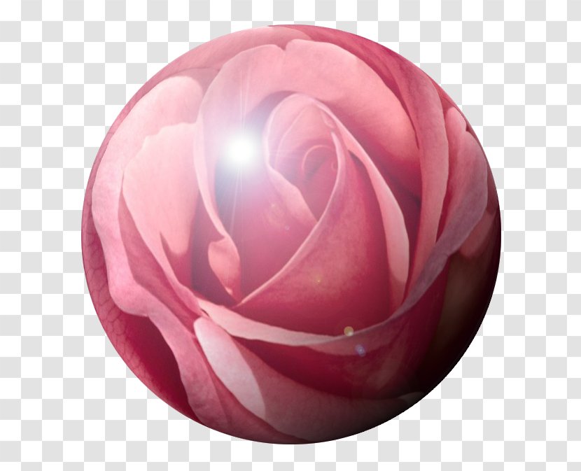 Garden Roses Pink M Proverbs 31 - Rose Transparent PNG