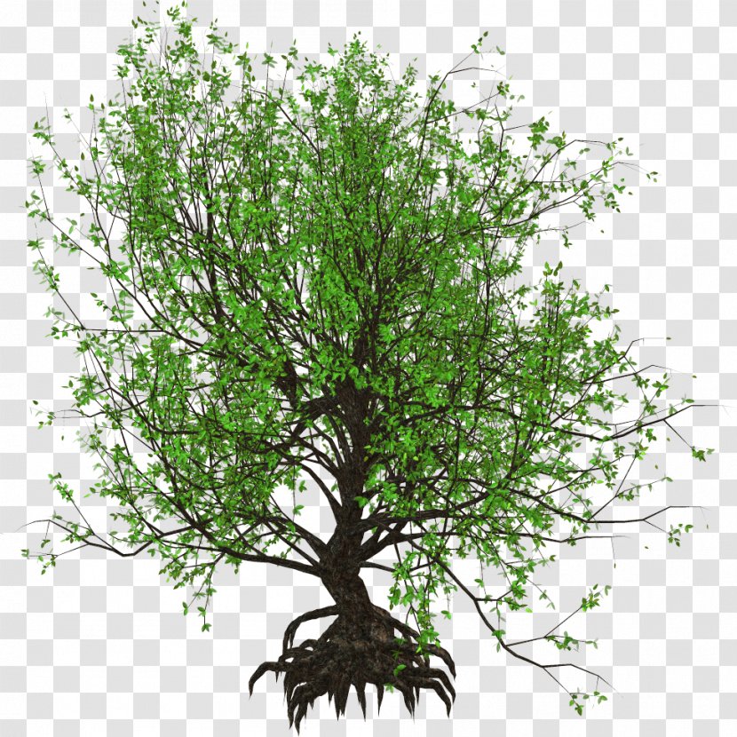Branch Trees For Small Gardens Garden Design - Plant - Tree Transparent PNG