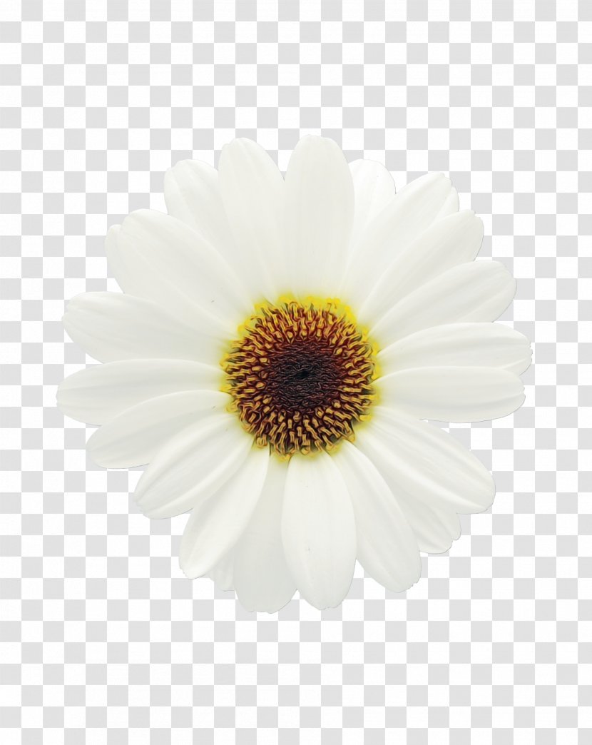 Flowers Background - Daisy - Artificial Flower Wildflower Transparent PNG