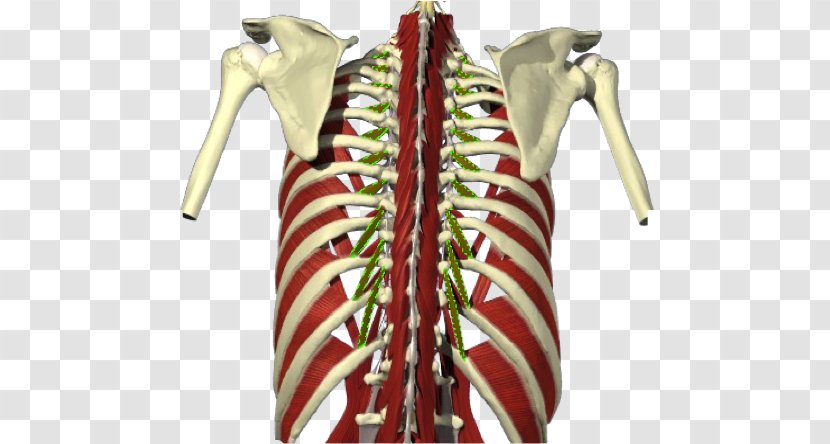 Levatores Costarum Muscles Gray's Anatomy Stock Illustration Serratus Anterior Muscle - Erector Spinae Transparent PNG