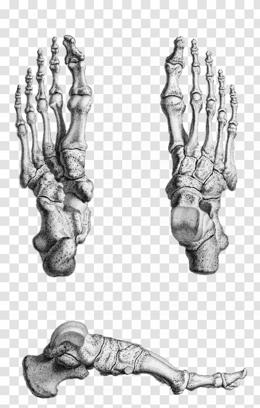 Thumb Human Skeleton Gray's Anatomy Foot - Arm Transparent PNG