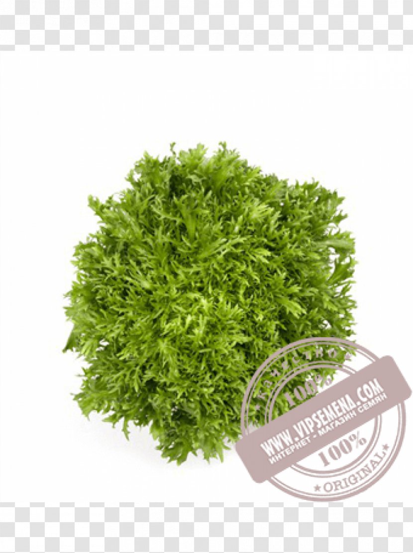 Endive Cichorium Endivia Chicory Rijk Zwaan Seed - Leaf Vegetable - Lettuce Transparent PNG