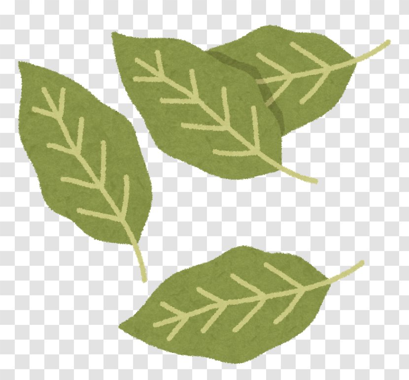 Herb Bay Leaf Raw Foodism Common Comfrey - Taste Transparent PNG