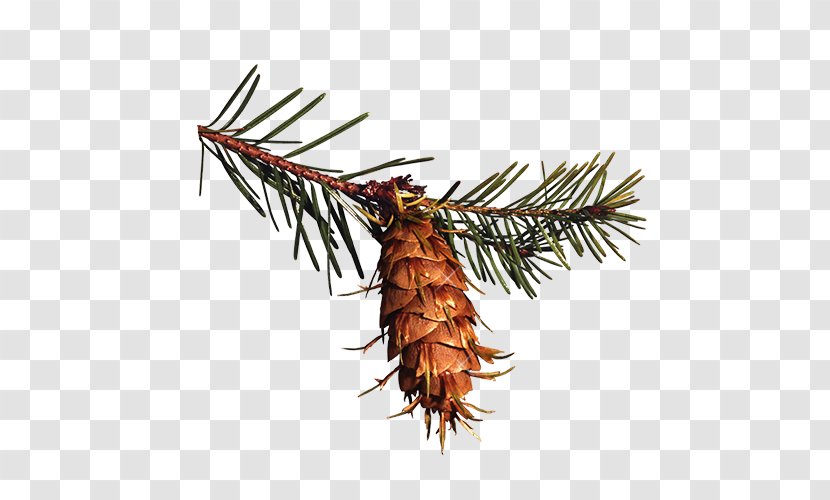 Pine Spruce Conifer Cone Clip Art - Family - Christmas Decoration Material Transparent PNG