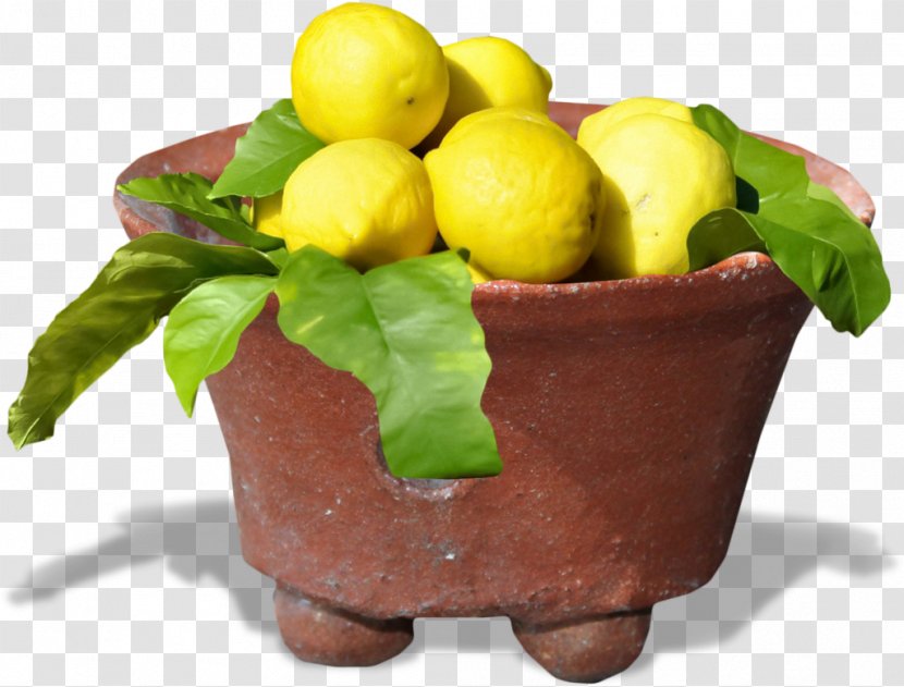 Lemon Natural Foods Flowerpot Superfood - Vegetable Transparent PNG