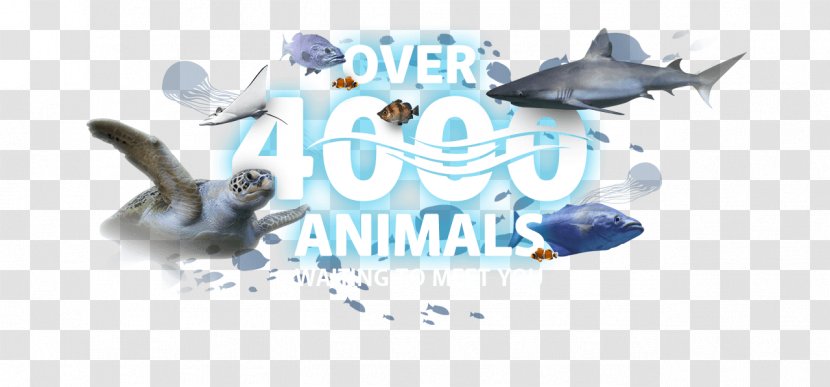 Logo Brand Font Desktop Wallpaper Product - Animal - Aquariums Shark Transparent PNG