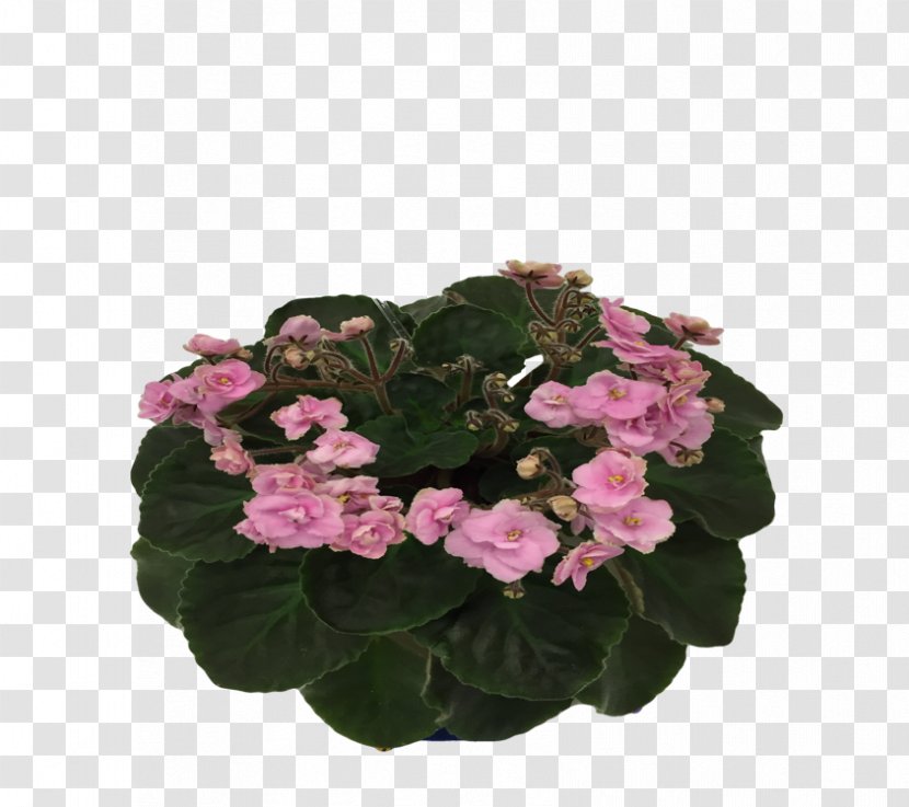African Violets Violet Society Of America Flowerpot Impatiens Walleriana Transparent PNG