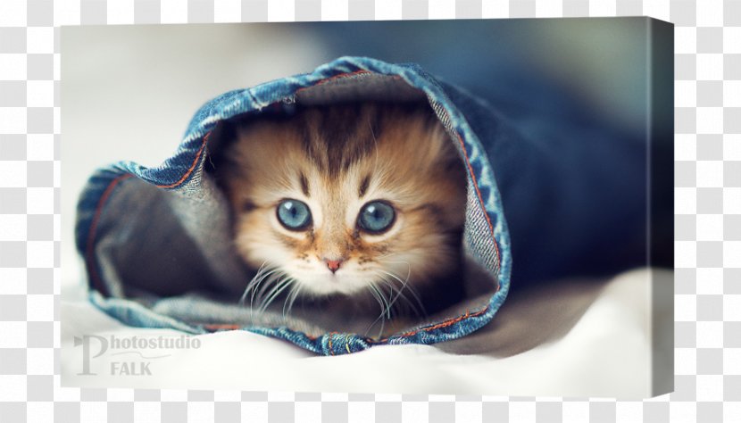 Cat Kitten Desktop Wallpaper Dog Pet - Highdefinition Television - Cute Transparent PNG