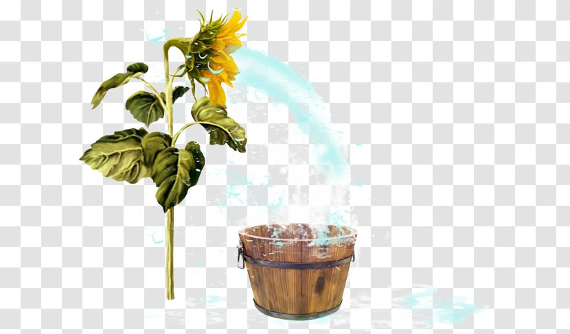 Common Sunflower Clip Art Psd - Sunflowers - Flower Transparent PNG
