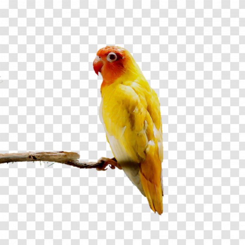 Lovebird Parakeet Pet Feather Beak - Parrot - Finch Transparent PNG