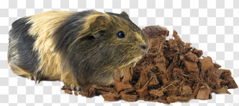 Guinea Pig Rodent Hamster Animal - Pet Transparent PNG