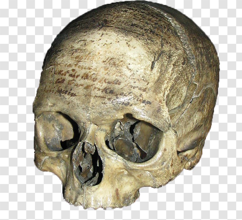 Skull Philosopher Skeleton Artificial Cranial Deformation French People - Tautavel Man Transparent PNG