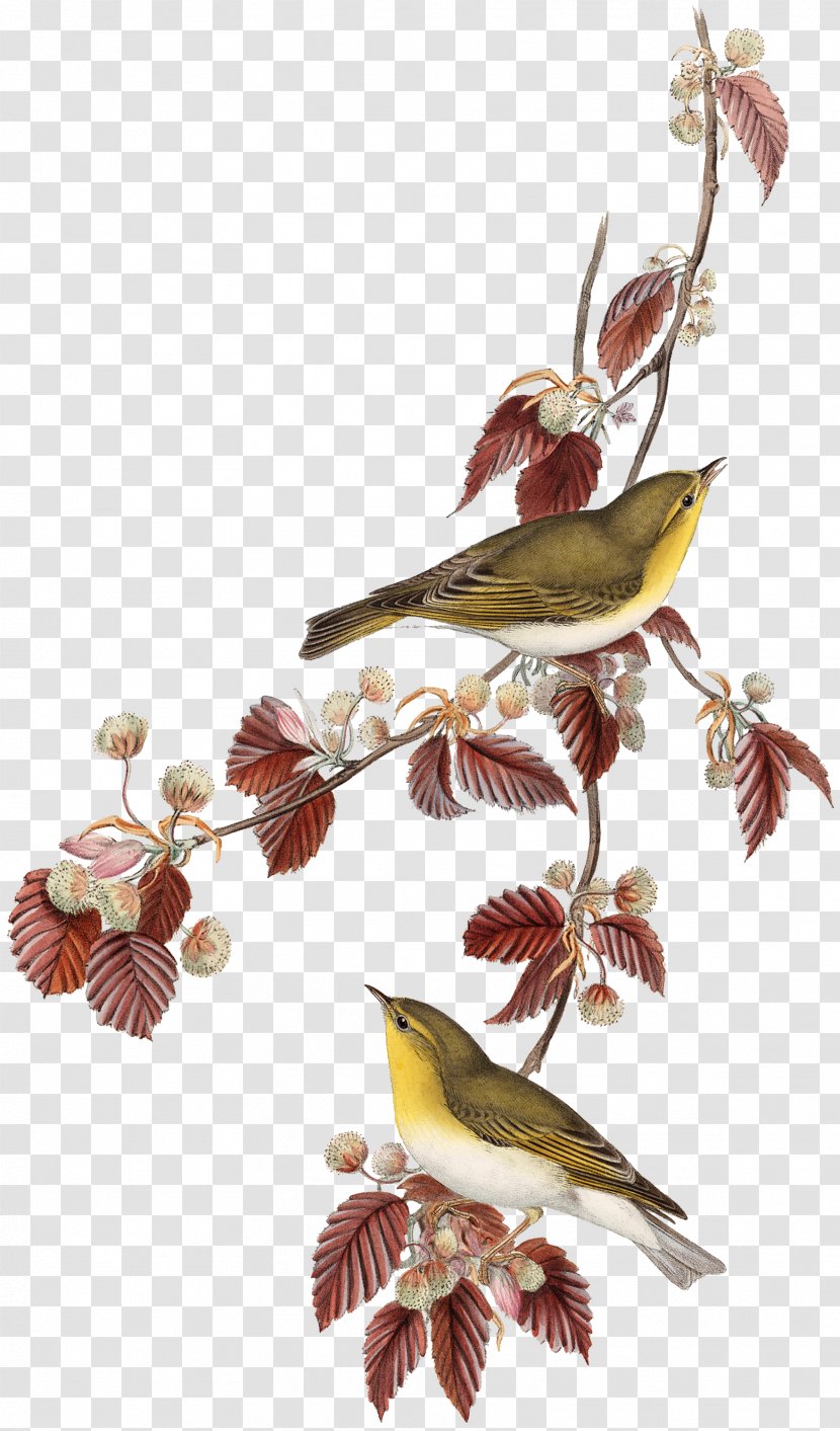 Birds Printing Lithography Artist Transparent PNG