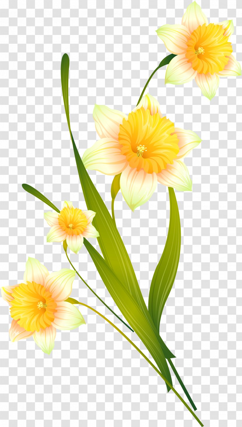 Floral Design Photography Daffodil - Flowering Plant - Creative Daffodils Transparent PNG
