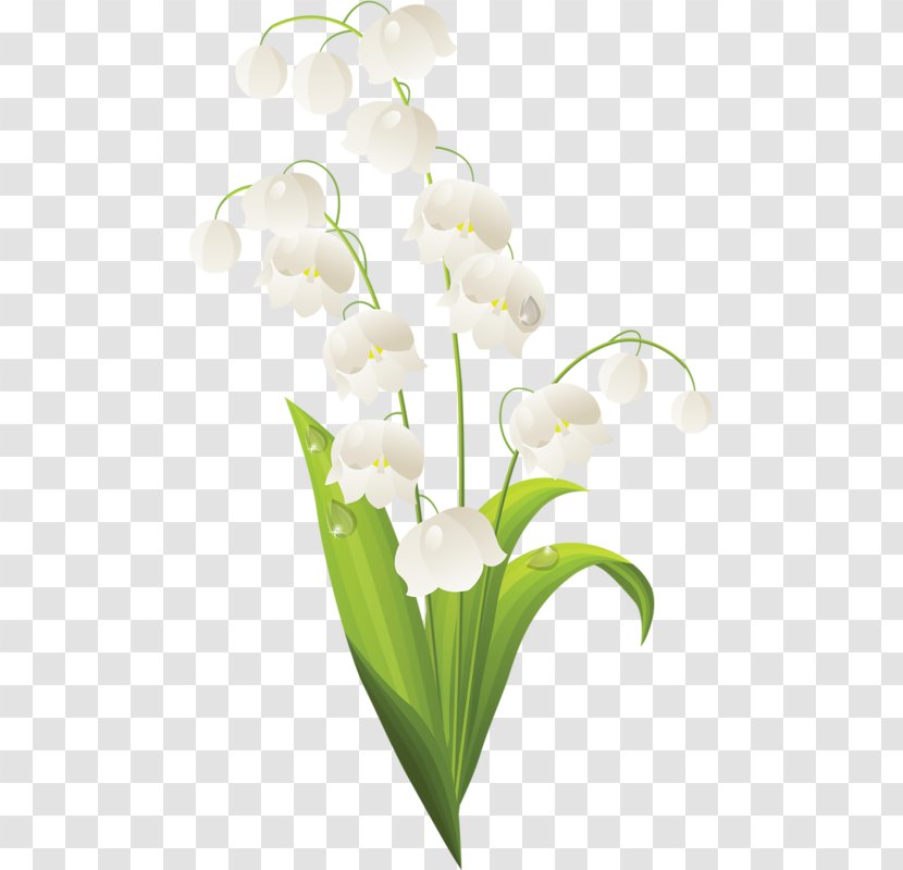 Lily Of The Valley Flower Royalty-free Stock Photography Clip Art - Royaltyfree - Bell Orchid Transparent PNG