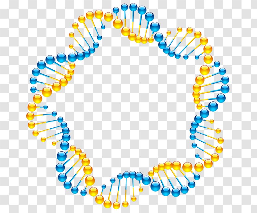 Molecular Models Of DNA Nucleic Acid Double Helix Biology - Strand Frame Nucleotide Transparent PNG