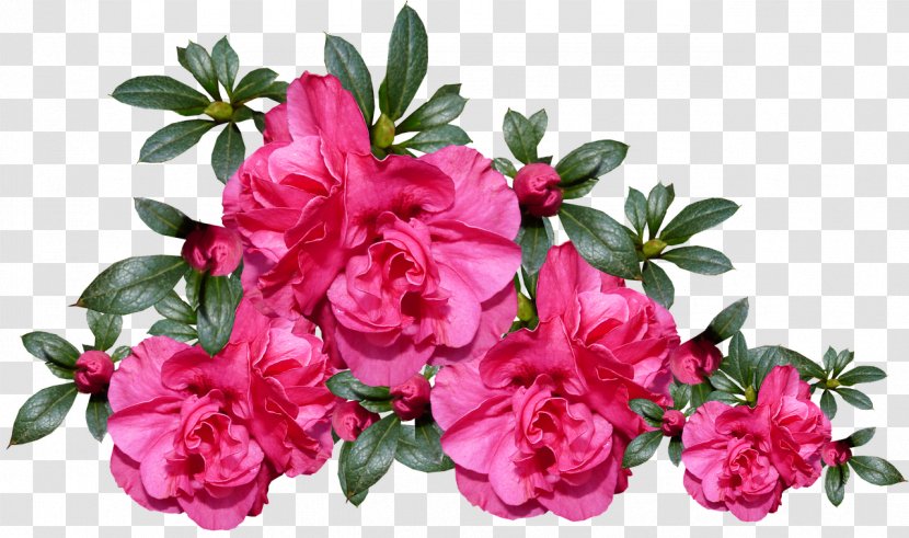 Azalea Flower Floral Design Image Rhododendron - Rose Family Transparent PNG