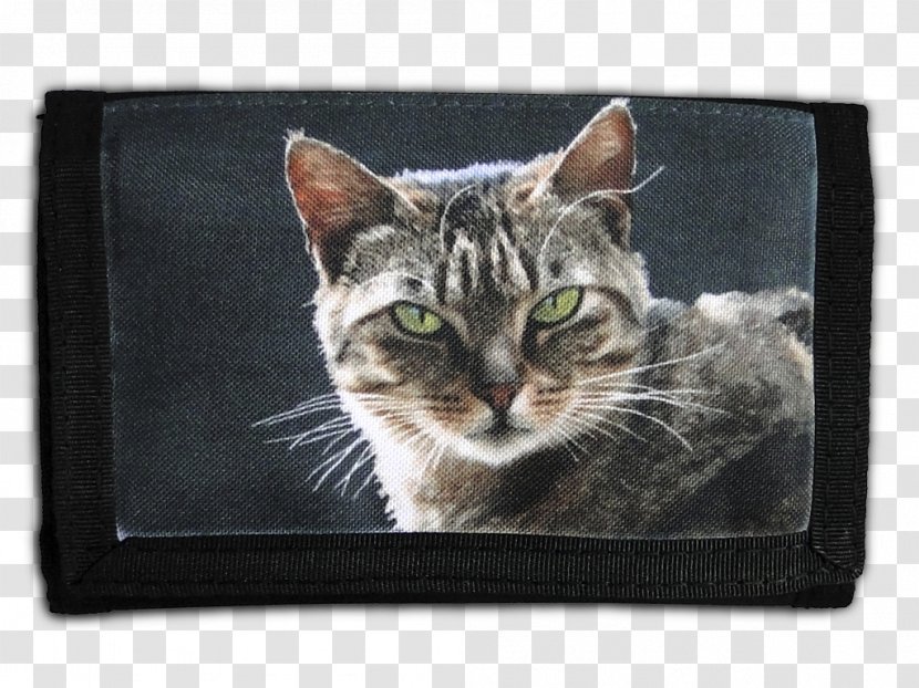 Tabby Cat American Shorthair European Domestic Short-haired British - Dog - Wallet Transparent PNG