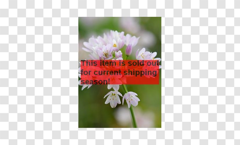 Rosy Garlic Round-headed Giant Allium Ramsons White - Petal - Bulb Transparent PNG