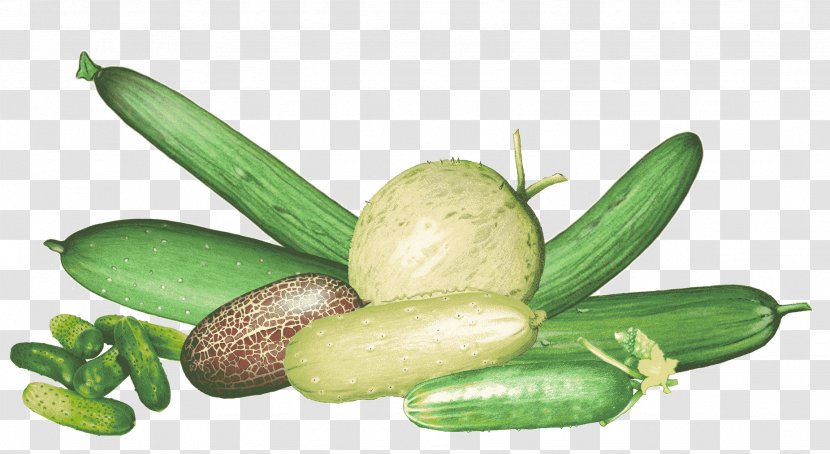Pickled Cucumber Association Kokopelli Benih Cornichon - Cucumis Sativus Transparent PNG