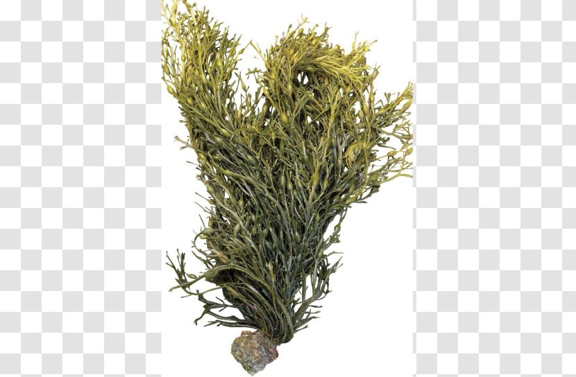 Bladder Wrack Seaweed Ascophyllum Nodosum Fucus Gardneri Algae - Sea Transparent PNG