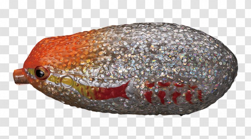 Golden Toad メール便 Snakehead Orange - Mail Transparent PNG