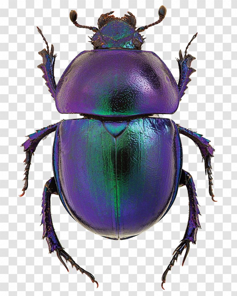 Dung Beetle Goliathus Scarab Stock Photography - Scarabs Transparent PNG