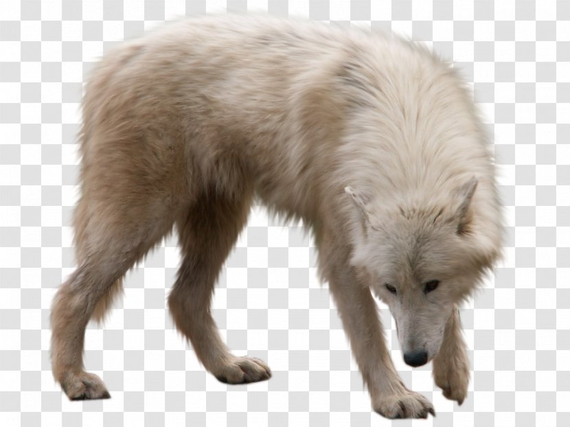 Arctic Wolf Utonagan Fox - Canidae Transparent PNG
