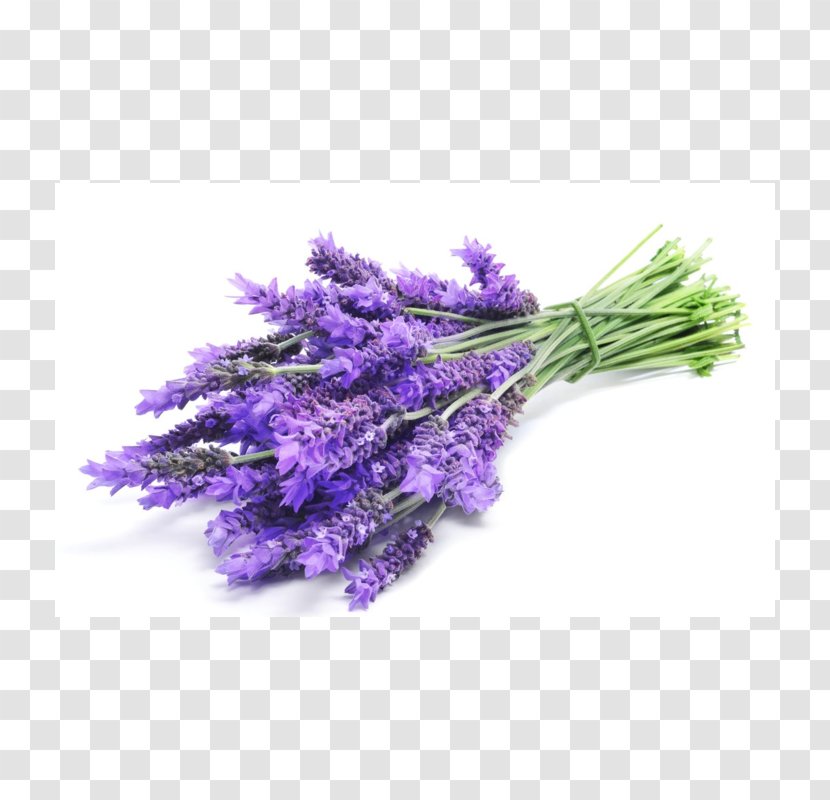 English Lavender Oil Essential Plateau De Valensole Stock Photography - Purple - Lavende Transparent PNG