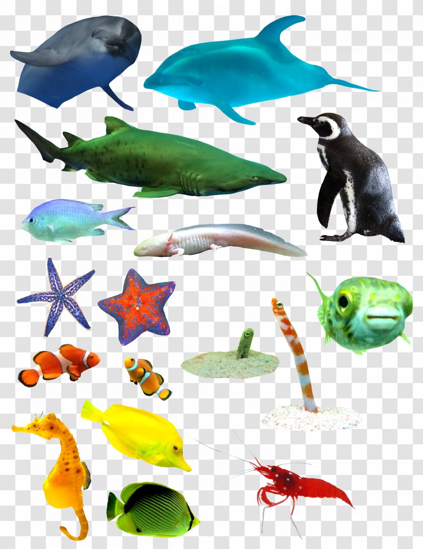 Marine Biology Mammal Sea - Fauna - A Variety Of Mammals And Fish Transparent PNG