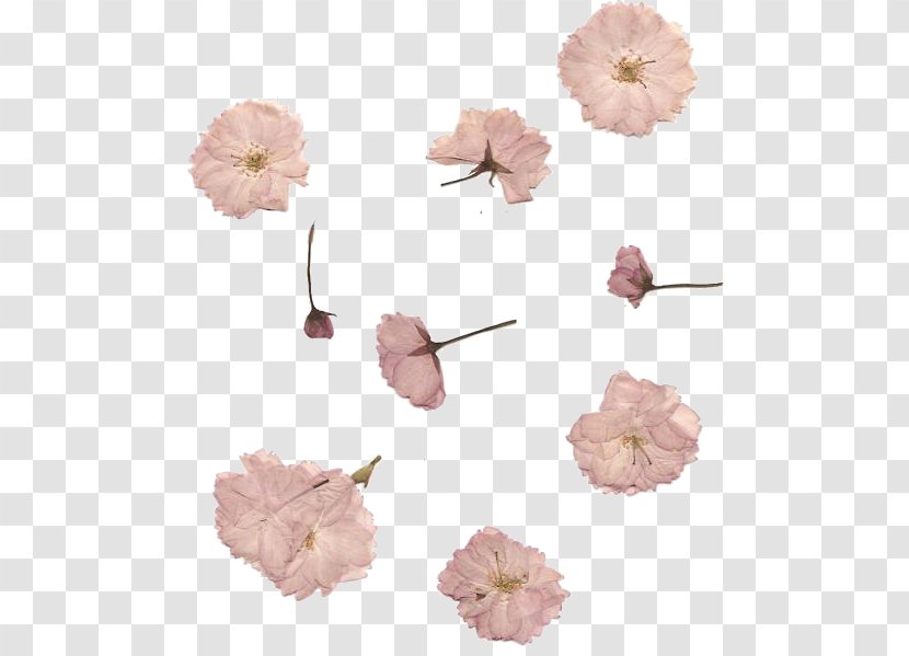 Pressed Flower Craft Cherry Blossom Petal - Pink Flowers Transparent PNG