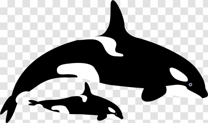 Killer Whale Dolphin Whales Drawing Clip Art - Silhouette - Cartoon Psd Files Transparent PNG
